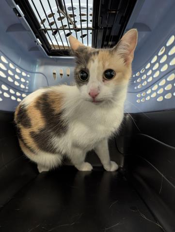 Dilly - Female - Domestic SH