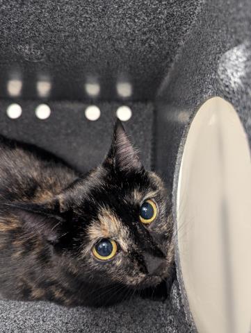 Turtle - Female - Domestic SH