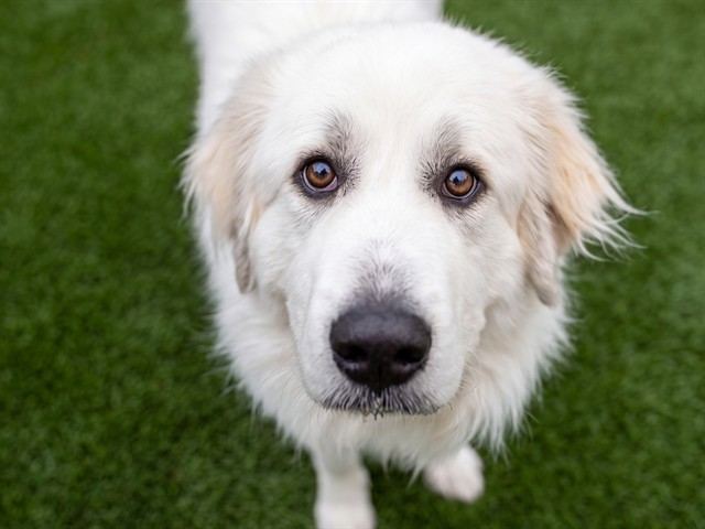 Goose - Female - Great Pyrenees