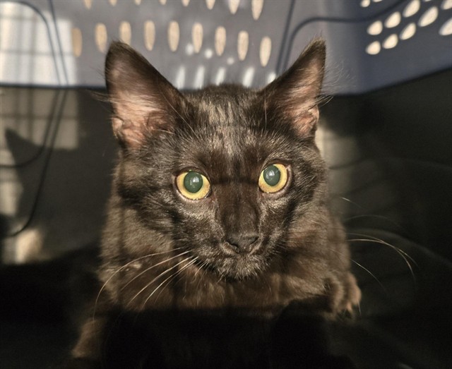 Sunrise - Male - Domestic SH