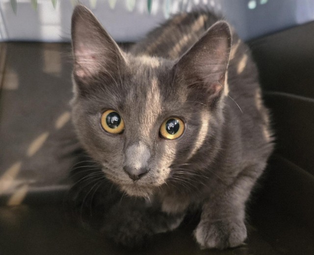 Princess - Female - Domestic SH
