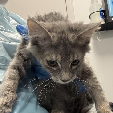  - Female - Domestic MH