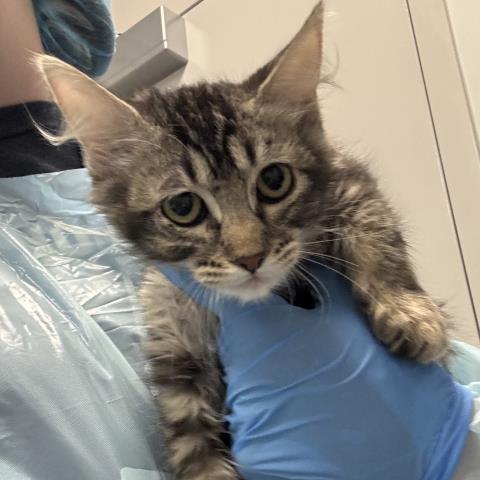 - Female - Domestic SH