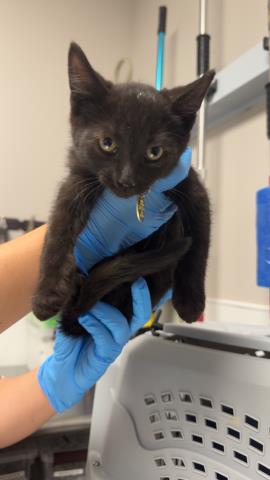 Heath - Male - Domestic SH