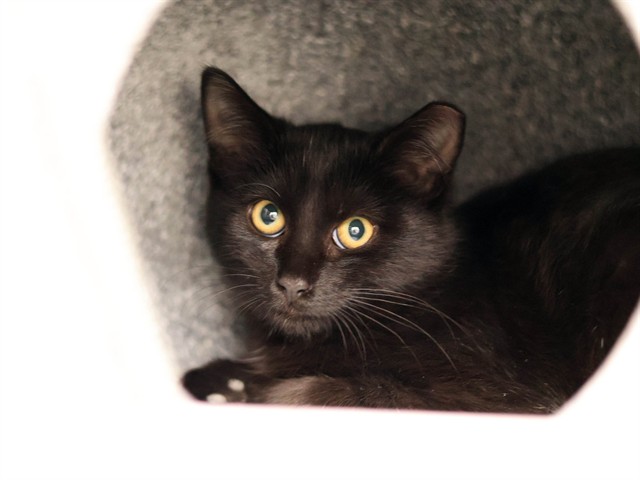 Coleslaw - Female - Domestic SH