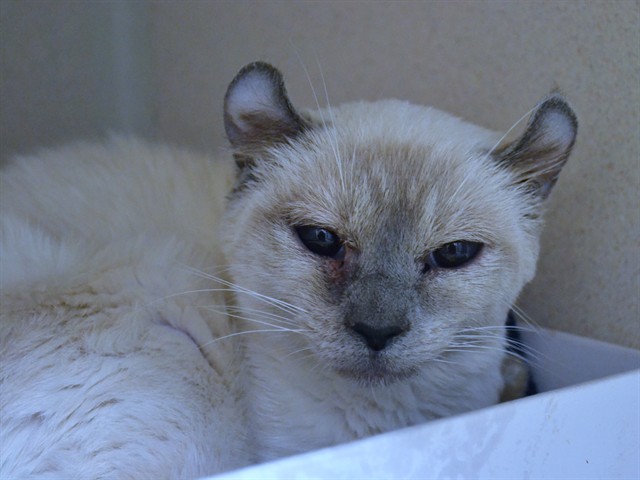 Shirley Temple - Female - Domestic SH