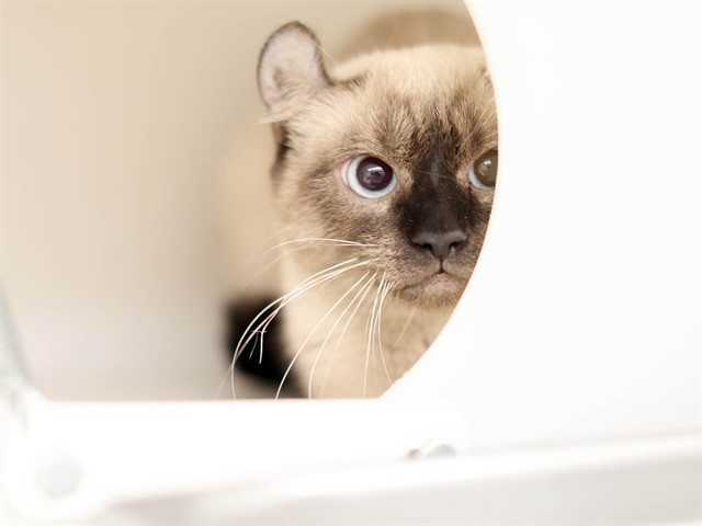 Dove - Female - Domestic SH