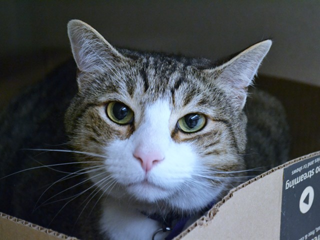 Taz - Male - Domestic SH
