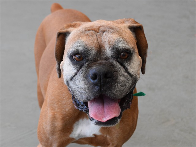 Edna - Female - Boxer