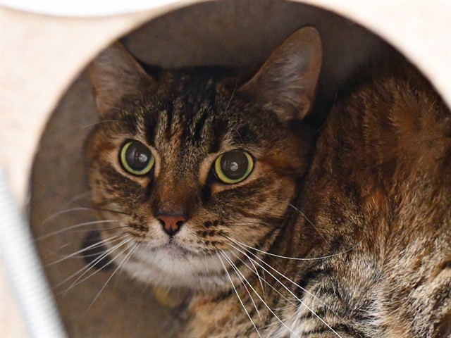 Muffin - Female - Domestic SH