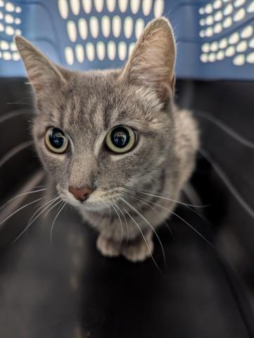  - Female - Domestic SH