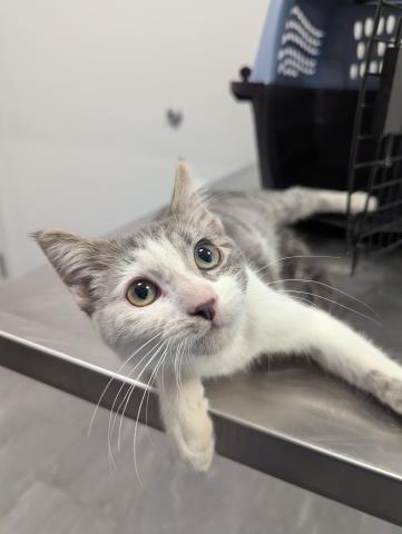 Cheese - Male - Domestic SH