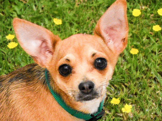 Sky - Female - Chihuahua-Standard Dachshund