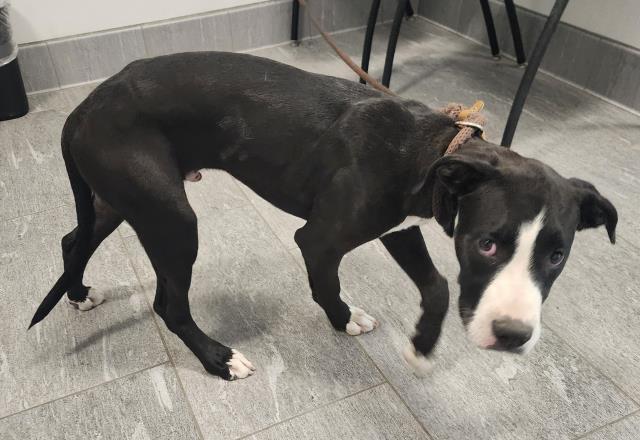  - Male - Pit Bull-Mix