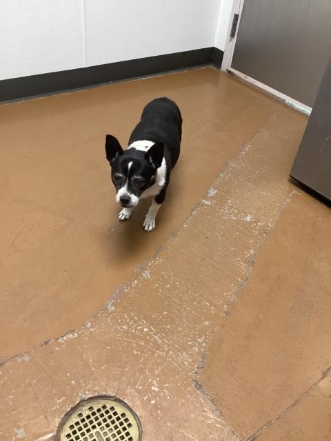  - Female - Boston Terrier-Chihuahua