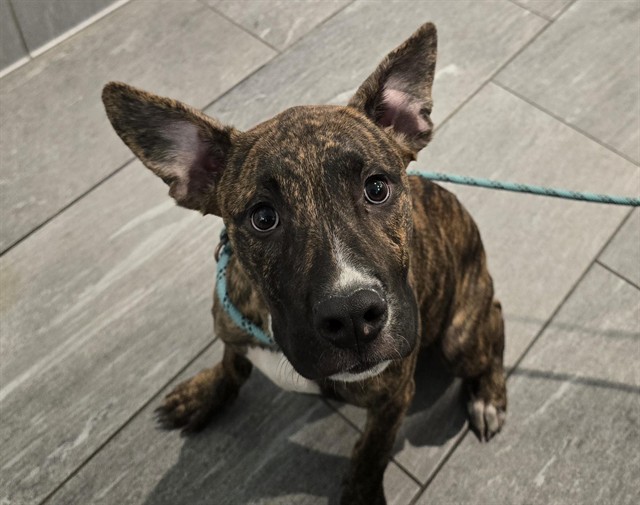  - Male - Pit Bull