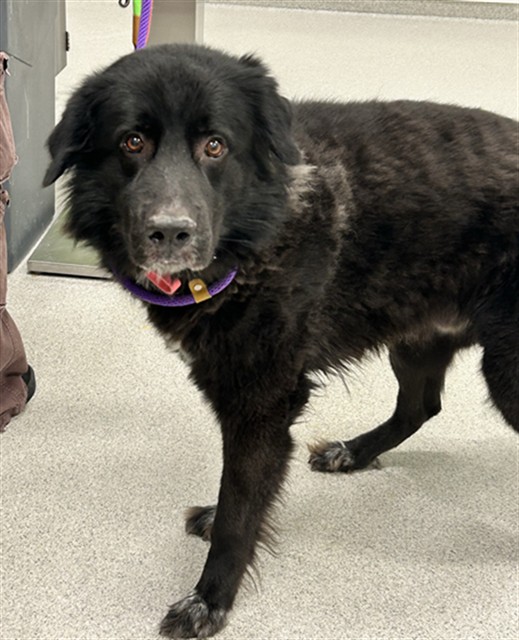 Champ - Male - Great Pyrenees-Mix