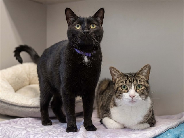 Max - Male - Domestic SH