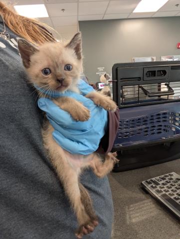 Twinkie - Female - Domestic SH