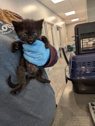 Hershey - Female - Domestic SH