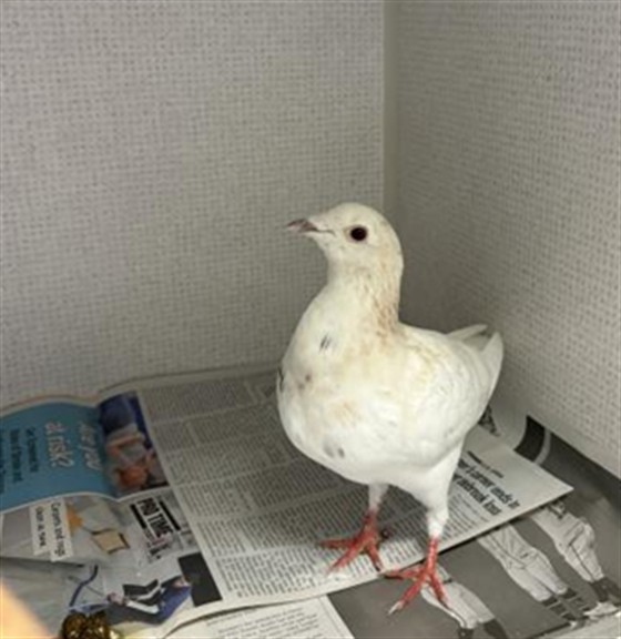  - Unknown - Dove