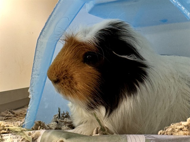 Rocky - Male - Guinea Pig