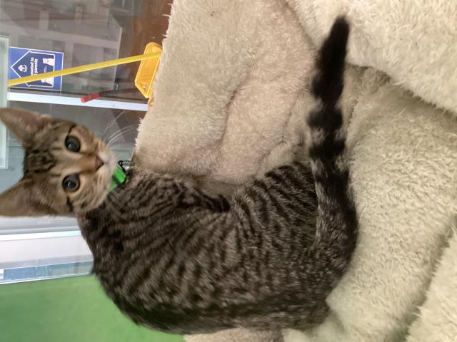 Annie - Female - Domestic SH