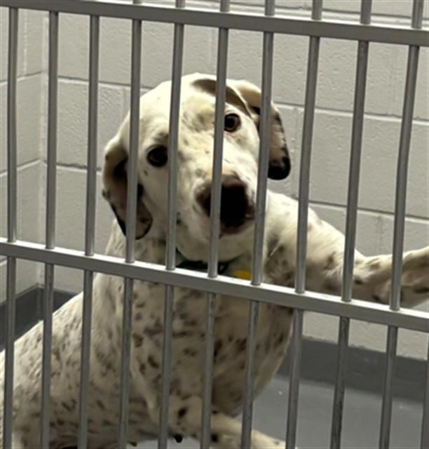 Perdita - Female - German Shorthaired Pointer-Mix