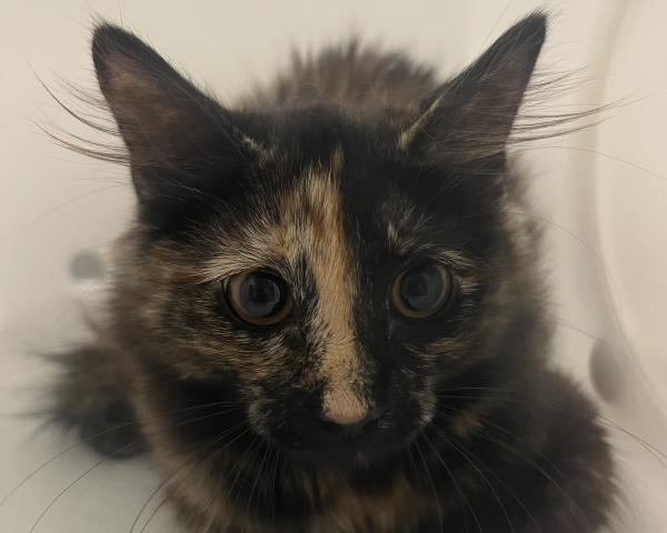  - Female - Domestic LH