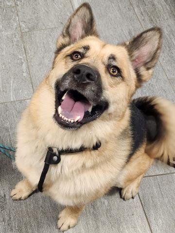 Rasta - Male - German Shepherd