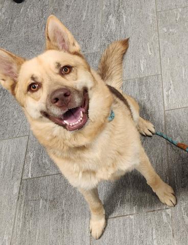 Athena - Female - German Shepherd
