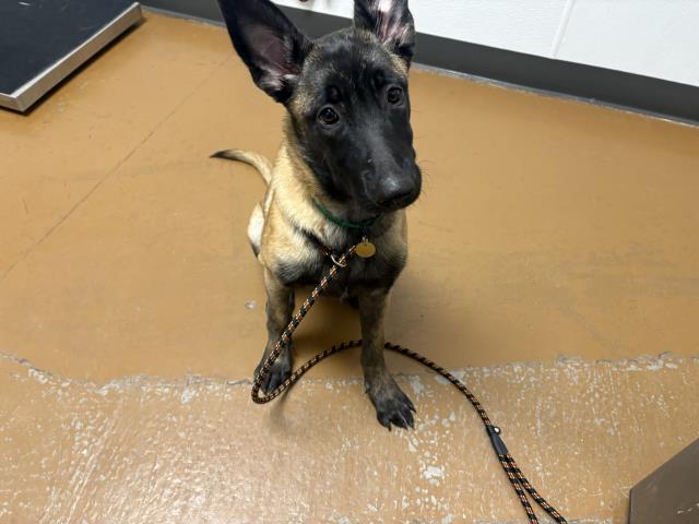  - Female - Belgian Malinois