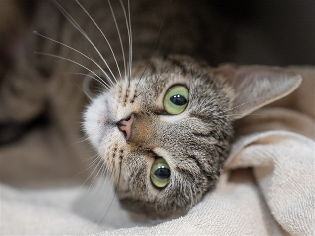 Waffle - Female - Domestic SH