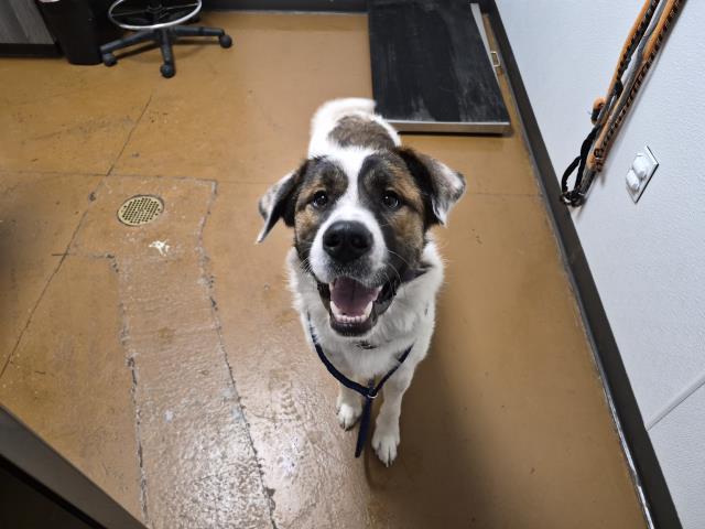  - Male - St Bernard
