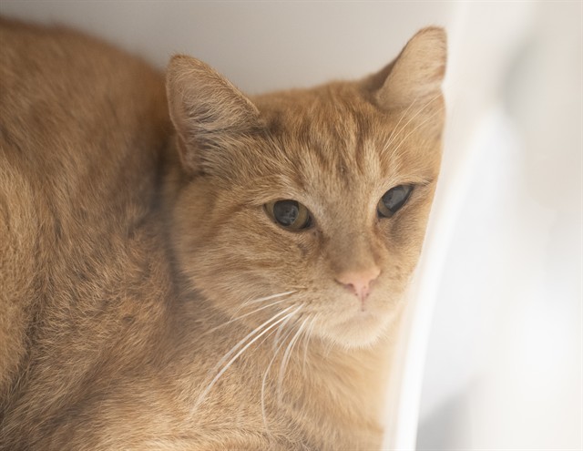 Syrax - Female - Domestic SH