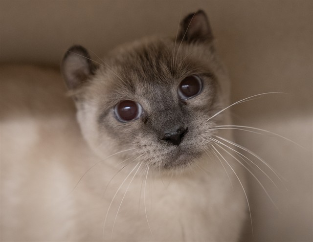 Raven - Female - Domestic SH