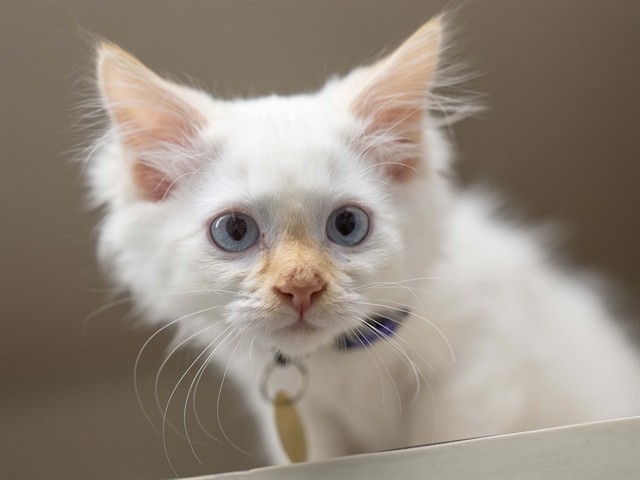 Snacks - Male - Domestic MH