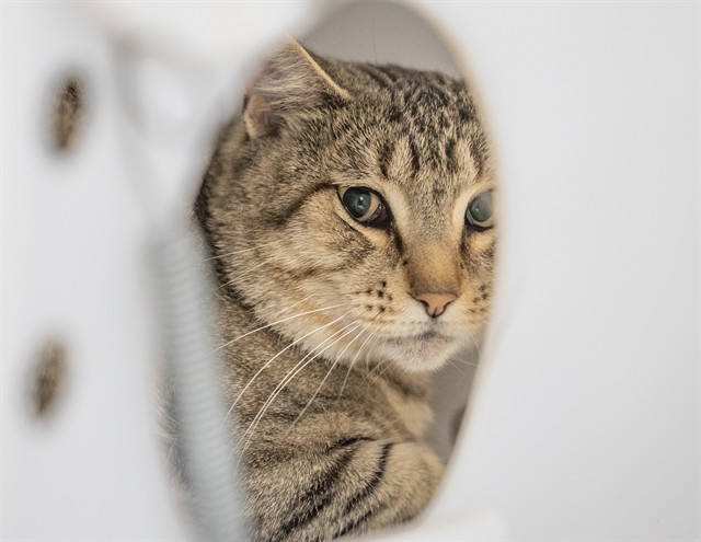 Tiger - Male - Domestic SH