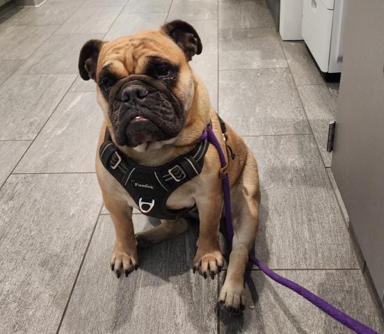Meatloaf - Female - English Bulldog-Mix