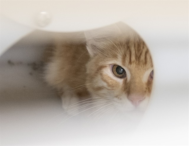 Jello - Male - Domestic MH