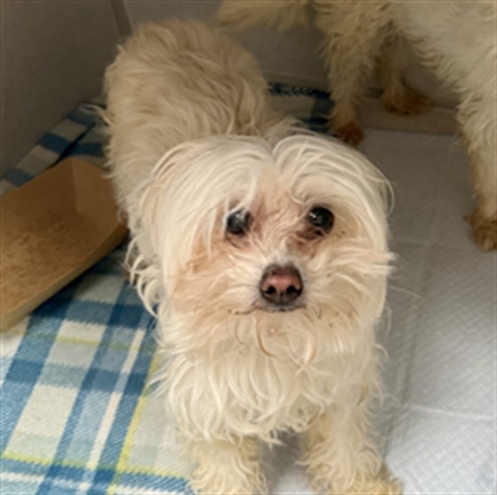  - Male - Maltese