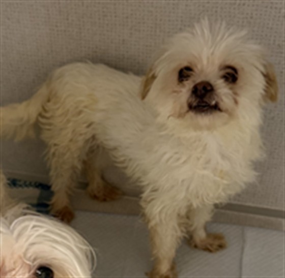  - Female - Terrier-Mix