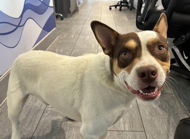 Caramel E Cake - Male - Pit Bull