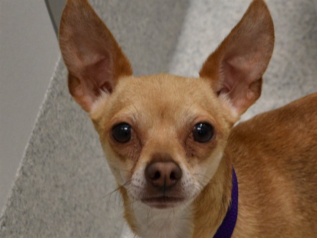 Chico - Male - Chihuahua
