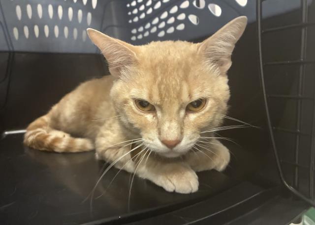 Armstrong - Male - Domestic SH