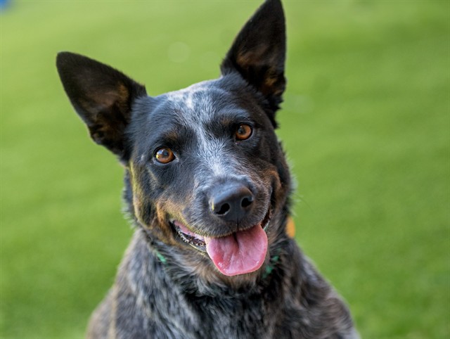 Luna - Female - Australian Cattle Dog