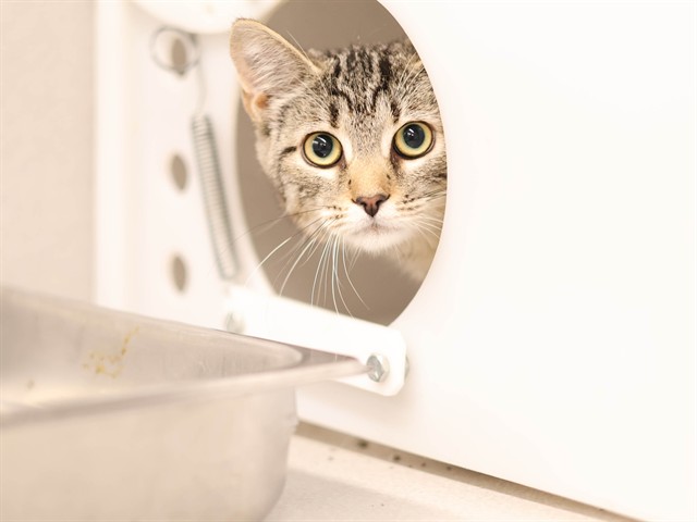 Mabel - Female - Domestic SH