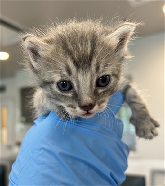 Munchkin - Female - Domestic SH