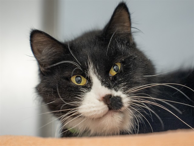 Fergie - Female - Domestic MH