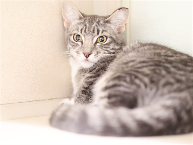Silvermist - Female - Domestic SH